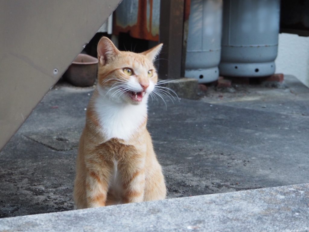 猫の鳴き声