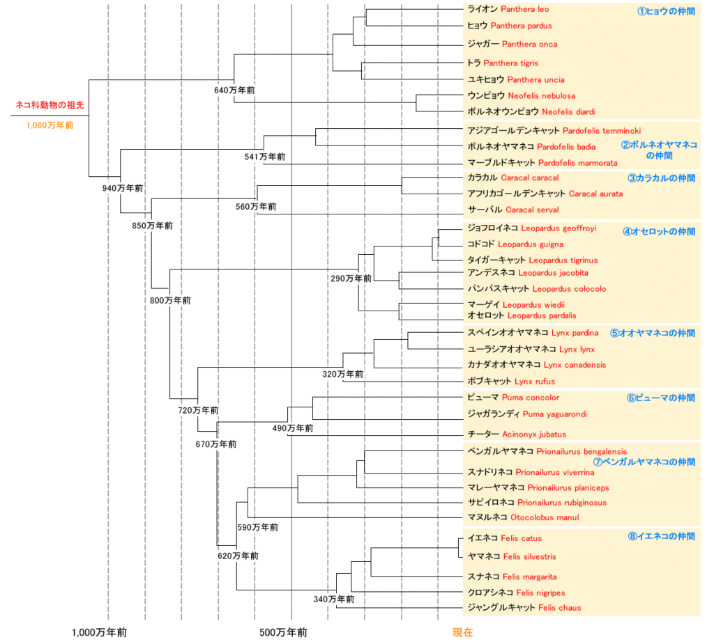 ネコ科動物の8系統37種系統樹