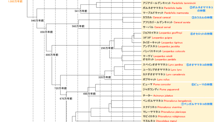 ネコ科の系統分岐