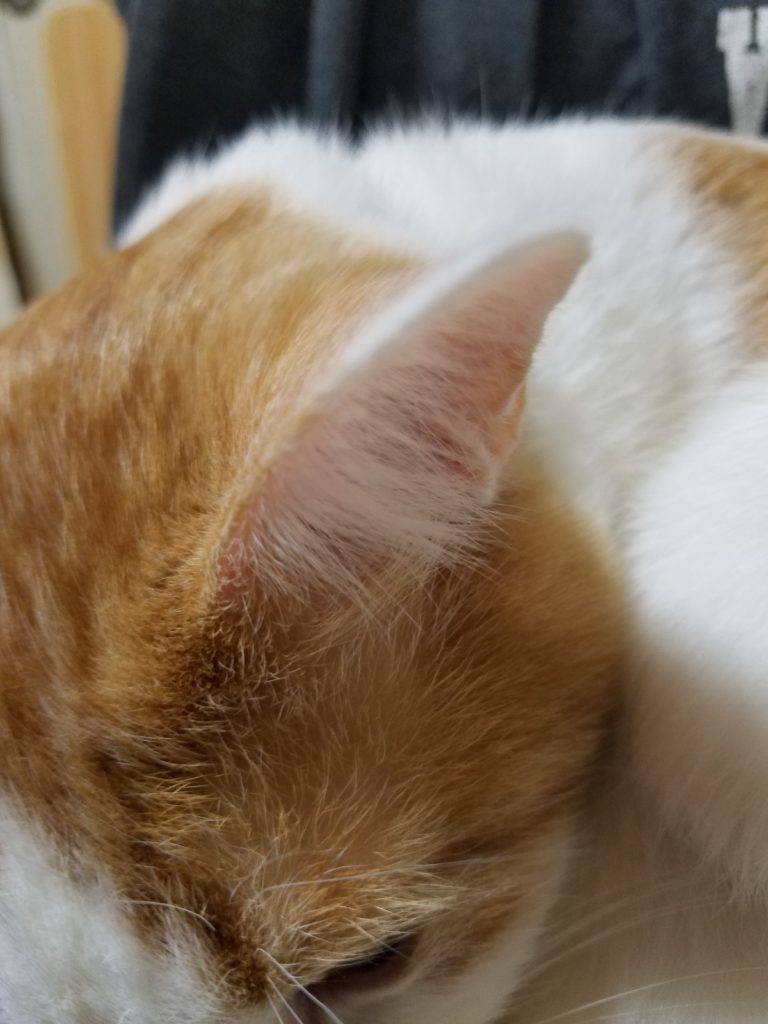 猫の耳