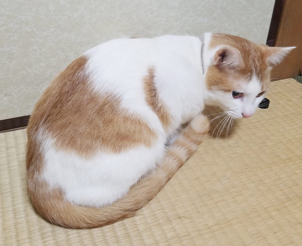 猫みゅーみゅーちゃんのしっぽ