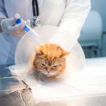 猫に２回目のワクチンを打つ