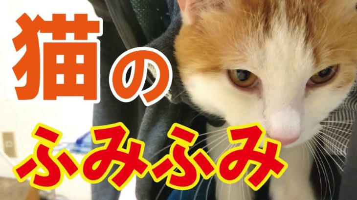 【動画】猫のふみふみ