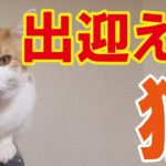 【動画】出迎える猫