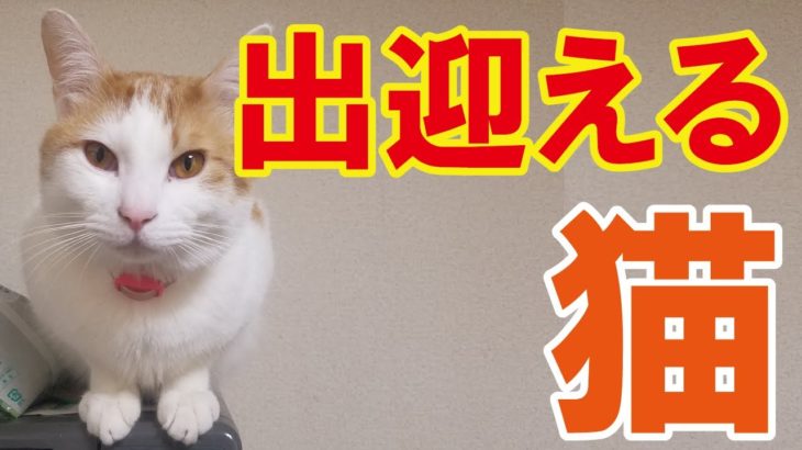 【動画】出迎える猫