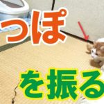 【動画】しっぽを振る猫