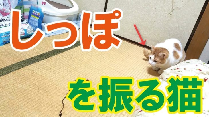 【動画】しっぽを振る猫