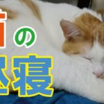 猫の昼寝