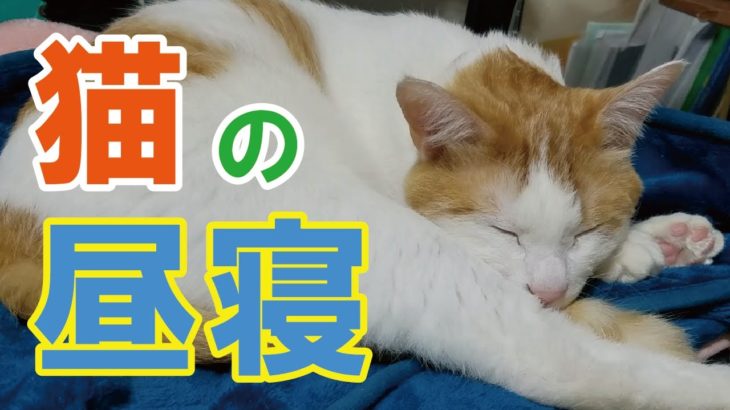 猫の昼寝