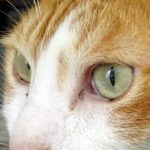 猫の瞳孔