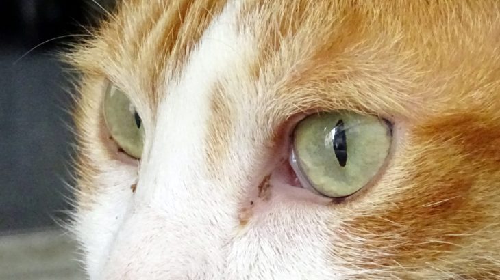 猫の瞳孔
