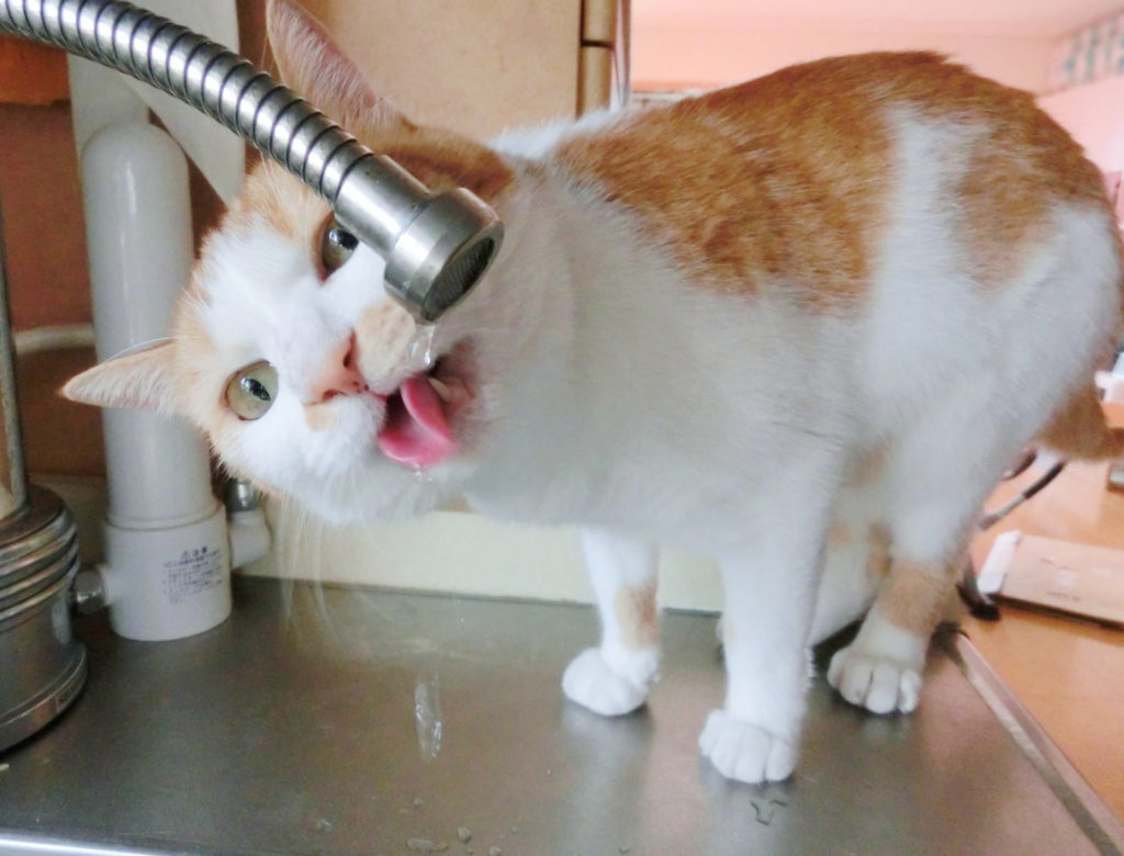 猫と水