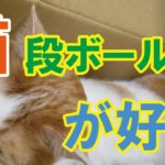 【猫と段ボール】みゅーみゅーちゃんがじゃれる動画