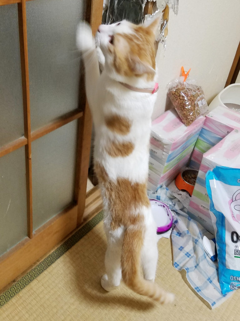 猫はなぜ身が軽いか