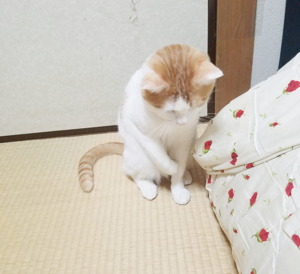 じゃれる猫のみゅーみゅー１