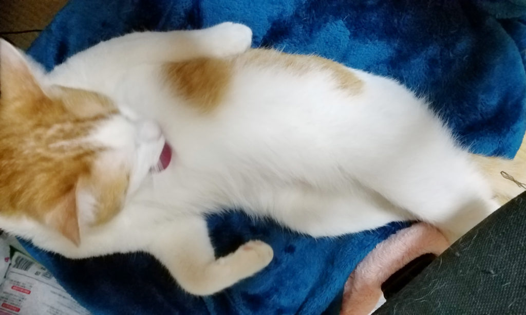 仰向けで毛づくろいする猫のみゅーみゅー