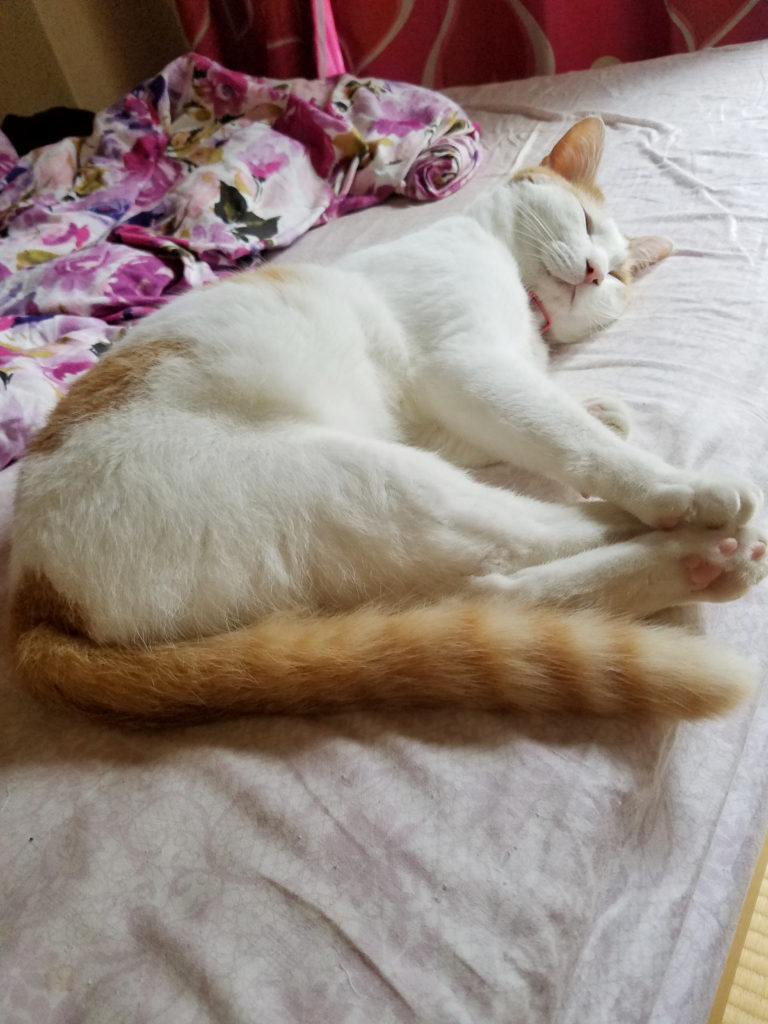 暑くてぐったりしている猫のみゅーみゅー