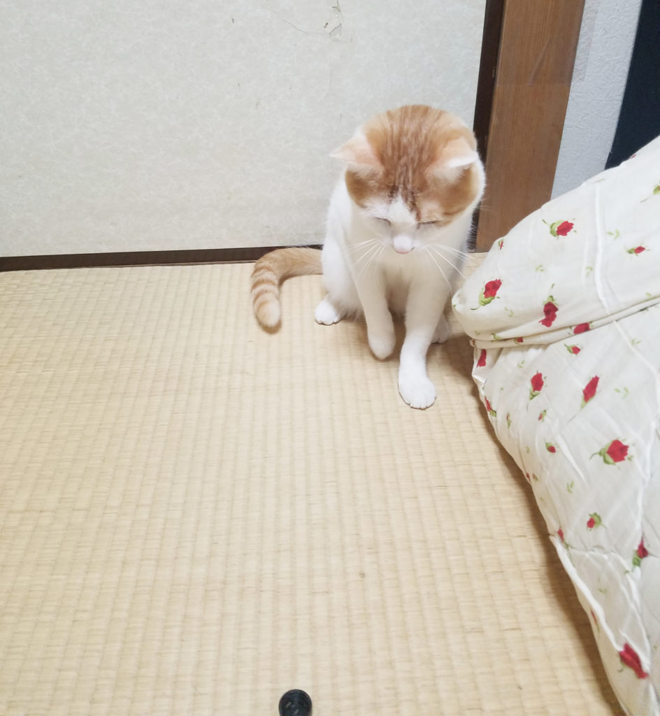 じゃれる猫のみゅーみゅー２