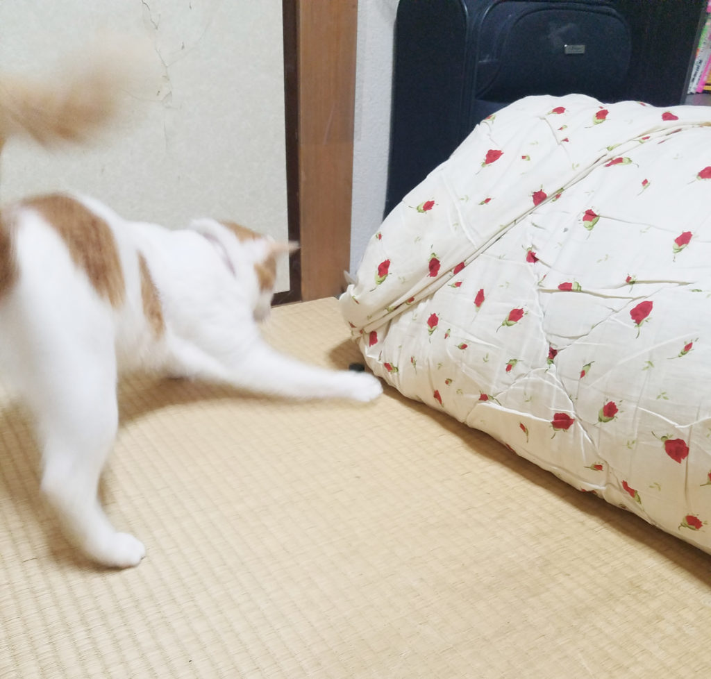 じゃれる猫のみゅーみゅー　しっぽに注目