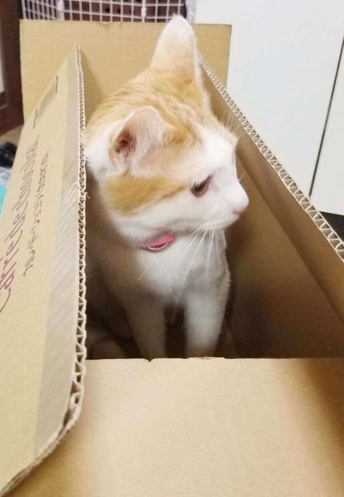 段ボールに入る猫のみゅーみゅー