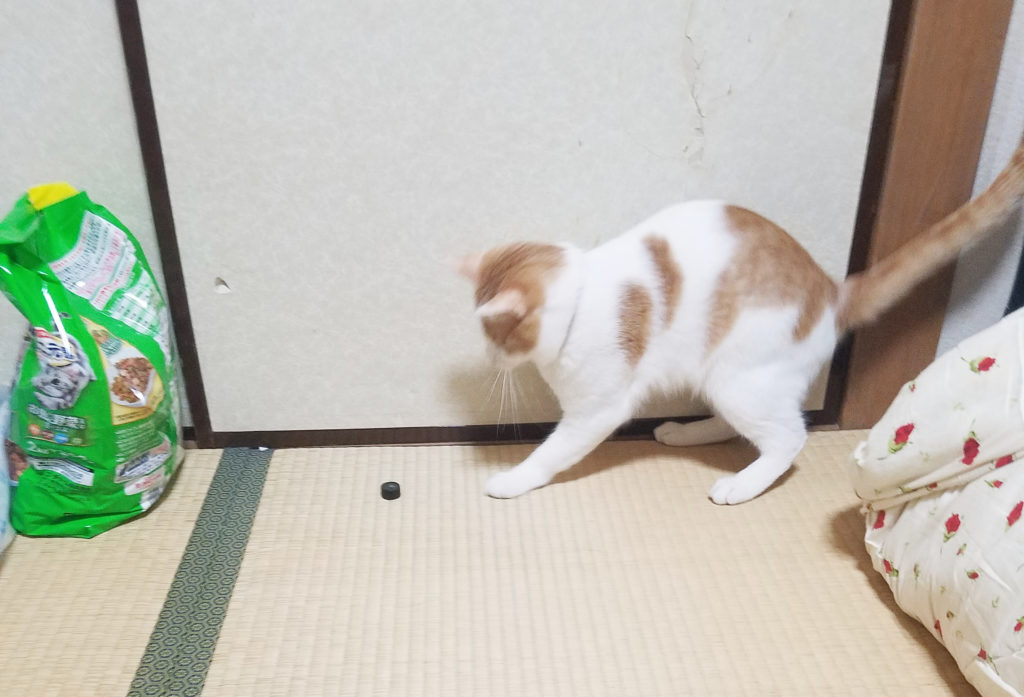 ねじにじゃれる猫のみゅーみゅー