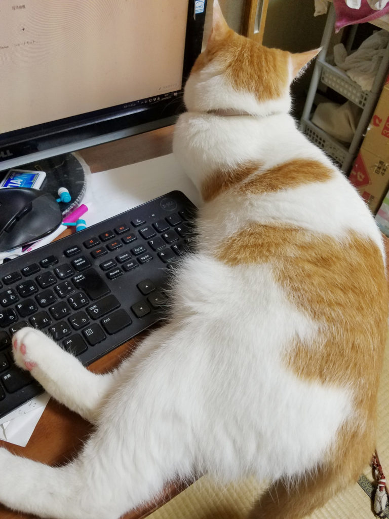 猫のみゅーみゅーとパソコン