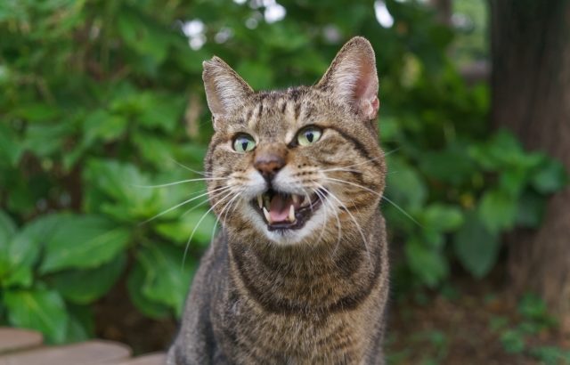 地域猫活動とは