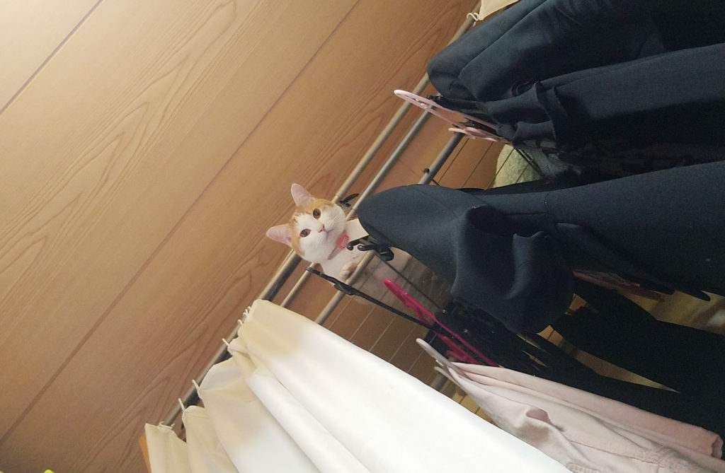 高いところから見下ろす猫のみゅーみゅー