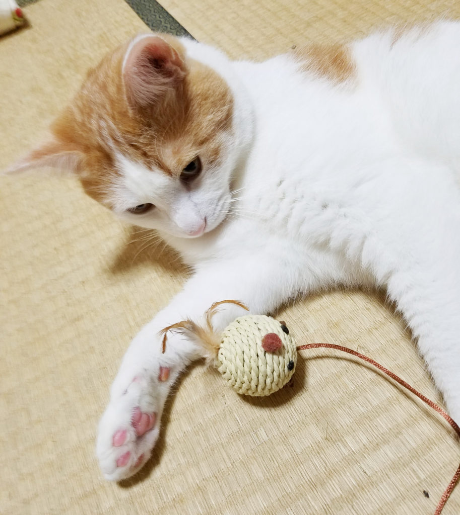 猫のおもちゃと一緒に寝る猫のみゅーみゅー