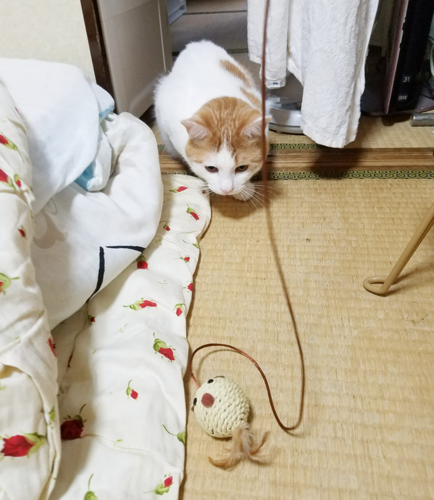 猫のおもちゃに狙いを定める猫のみゅーみゅー